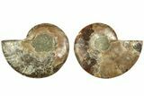 Cut & Polished, Agatized Ammonite Fossil - Madagascar #206741-1